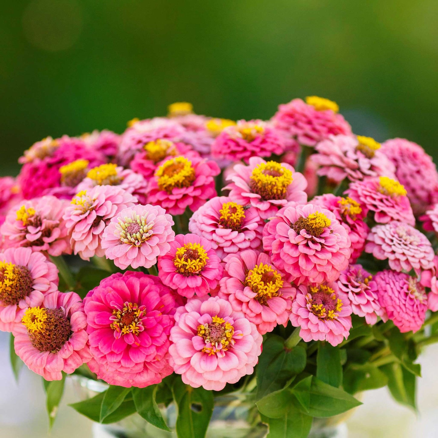 Fully bloomed rose lilliput zinnia in rich pink on a bright natural garden backdrop