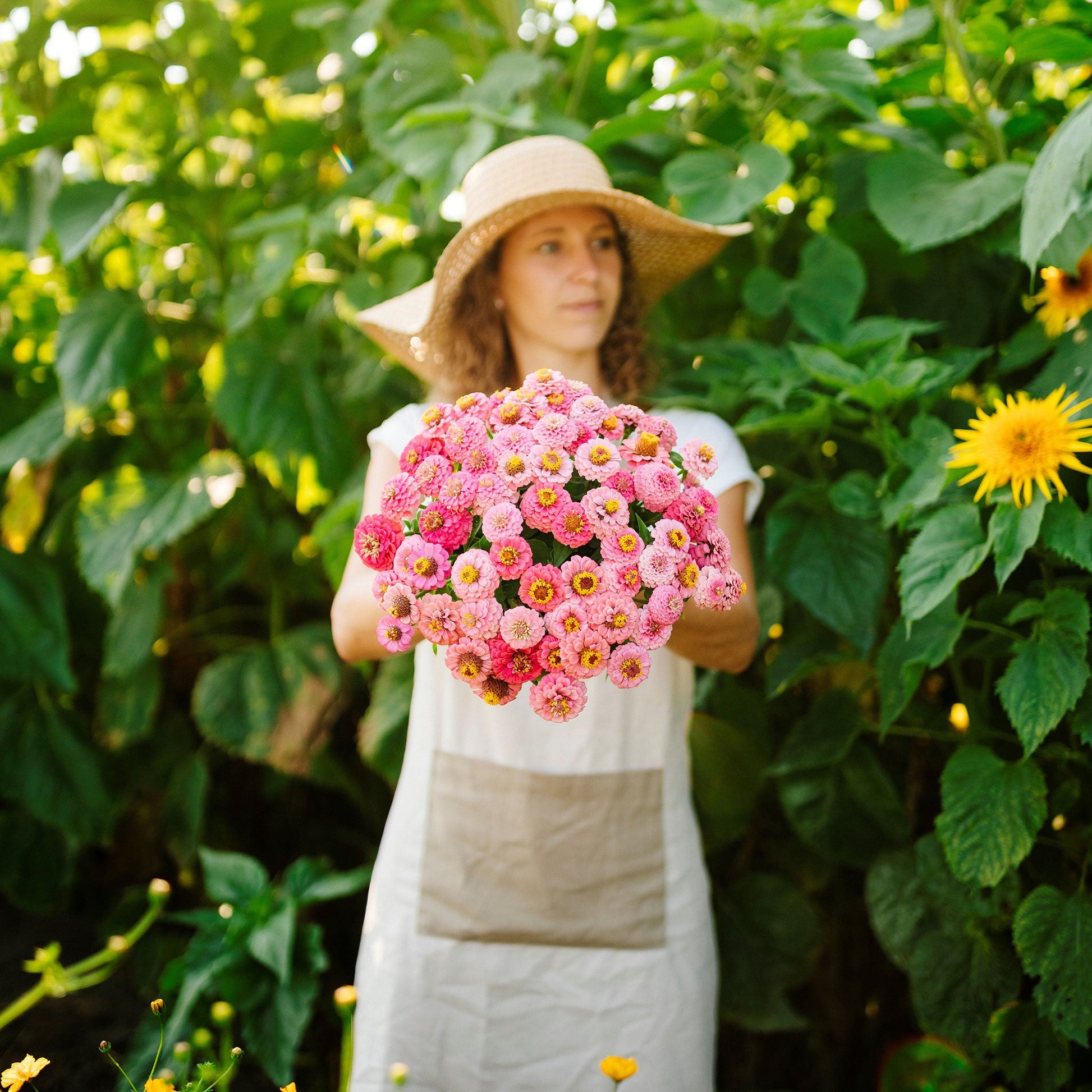 Cluster of vibrant rose-pink rose lilliput zinnia on a natural garden green backdrop