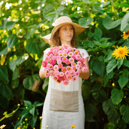Cluster of vibrant rose-pink rose lilliput zinnia on a natural garden green backdrop
