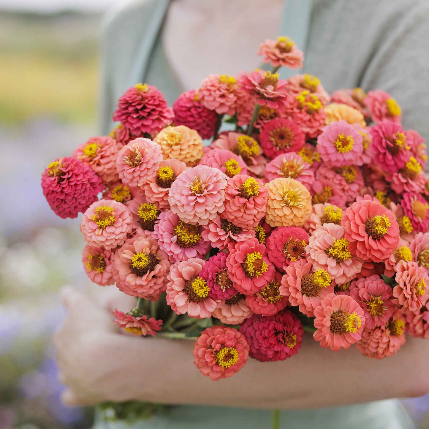 Close-up of salmon-colored zinnia lilliput salmon on a natural green garden backdrop