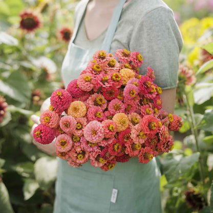 Salmon-colored zinnia lilliput salmon blooms in close-up on a natural garden background