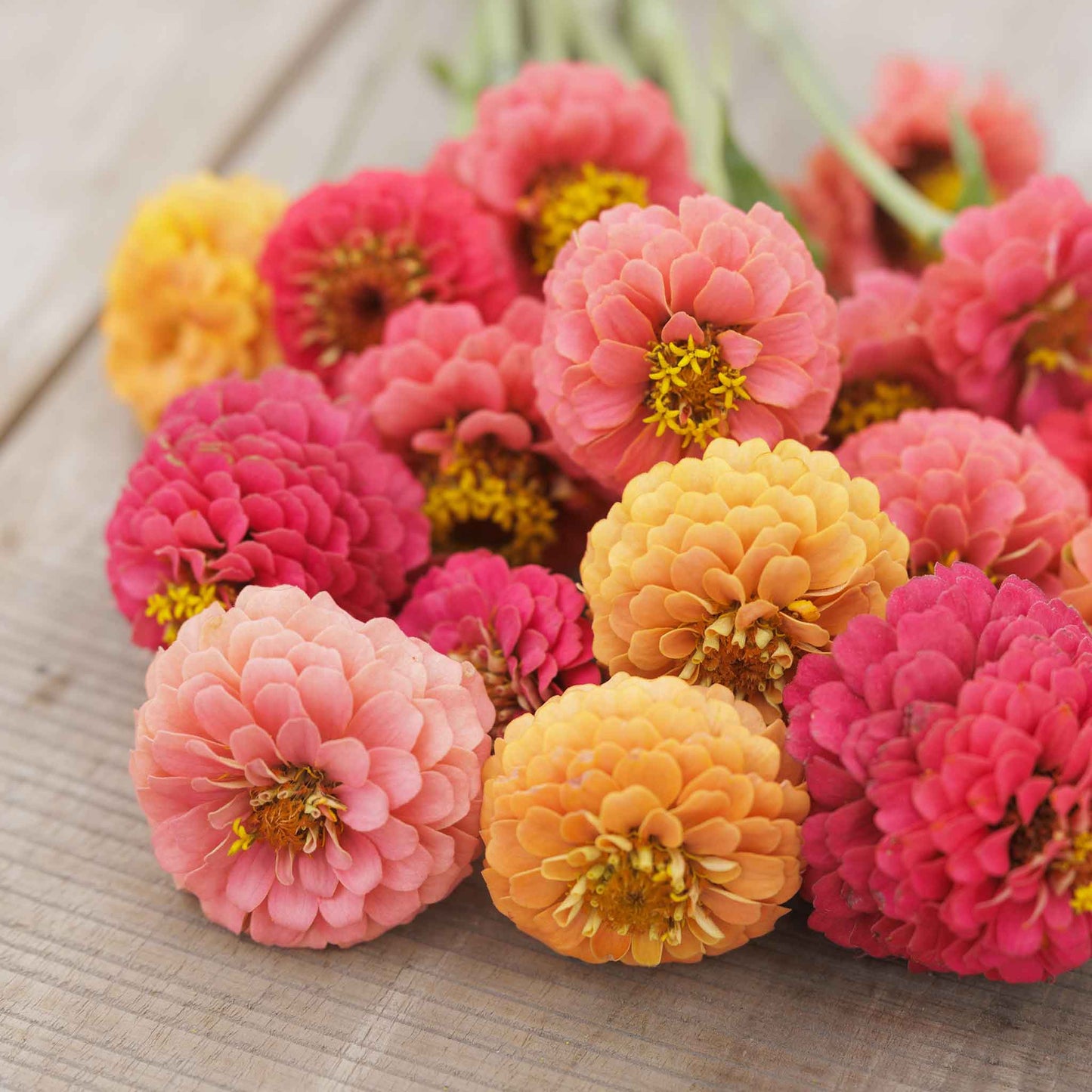 Delicate salmon-colored zinnia lilliput salmon flowers on a bright outdoor backdrop