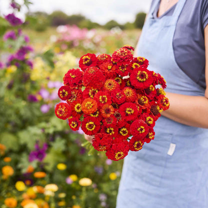 Bright red zinnia lilliput scarlet flowers held in a bunch on a soft outdoor backdrop