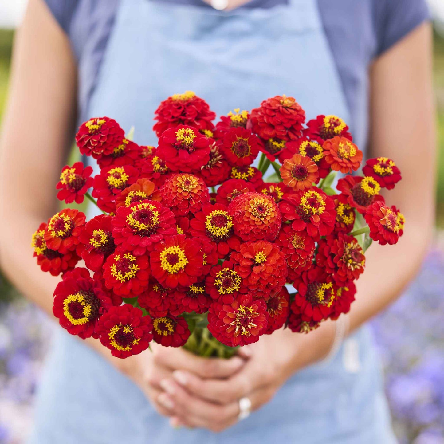 Vibrant red zinnia lilliput scarlet blooms in close-up on a natural garden backdrop