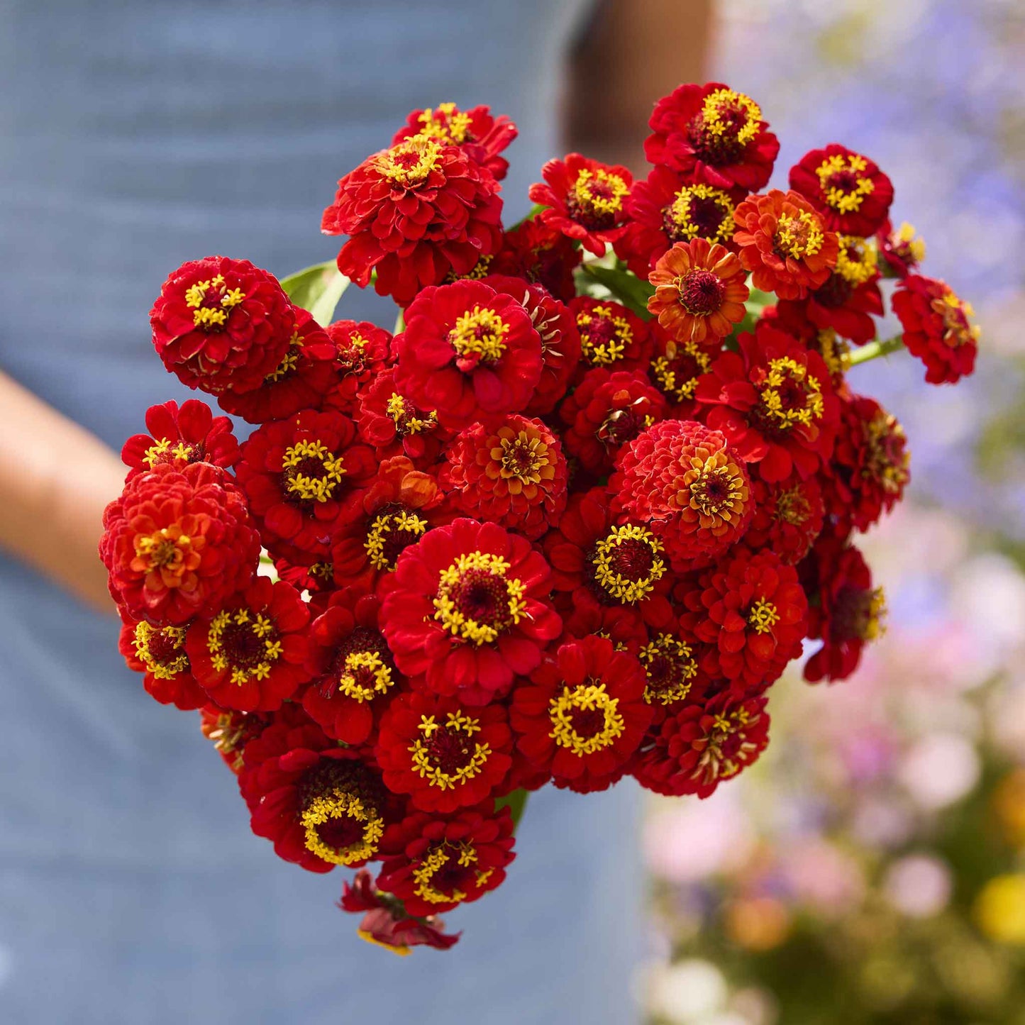 Scarlet red zinnia lilliput scarlet flowers in close-up on a green garden background