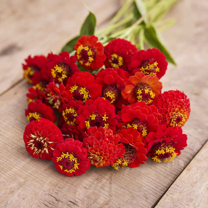 Bright scarlet zinnia lilliput scarlet flowers on a natural outdoor garden backdrop