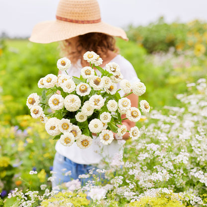 Pure white compact white lilliput zinnia flowers in close-up on a green garden backdrop