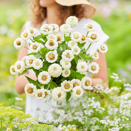 Fully bloomed white lilliput zinnia flowers in close-up on a natural garden background