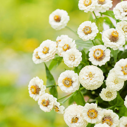 Fully bloomed pure white lilliput zinnia flowers on a bright natural garden backdrop