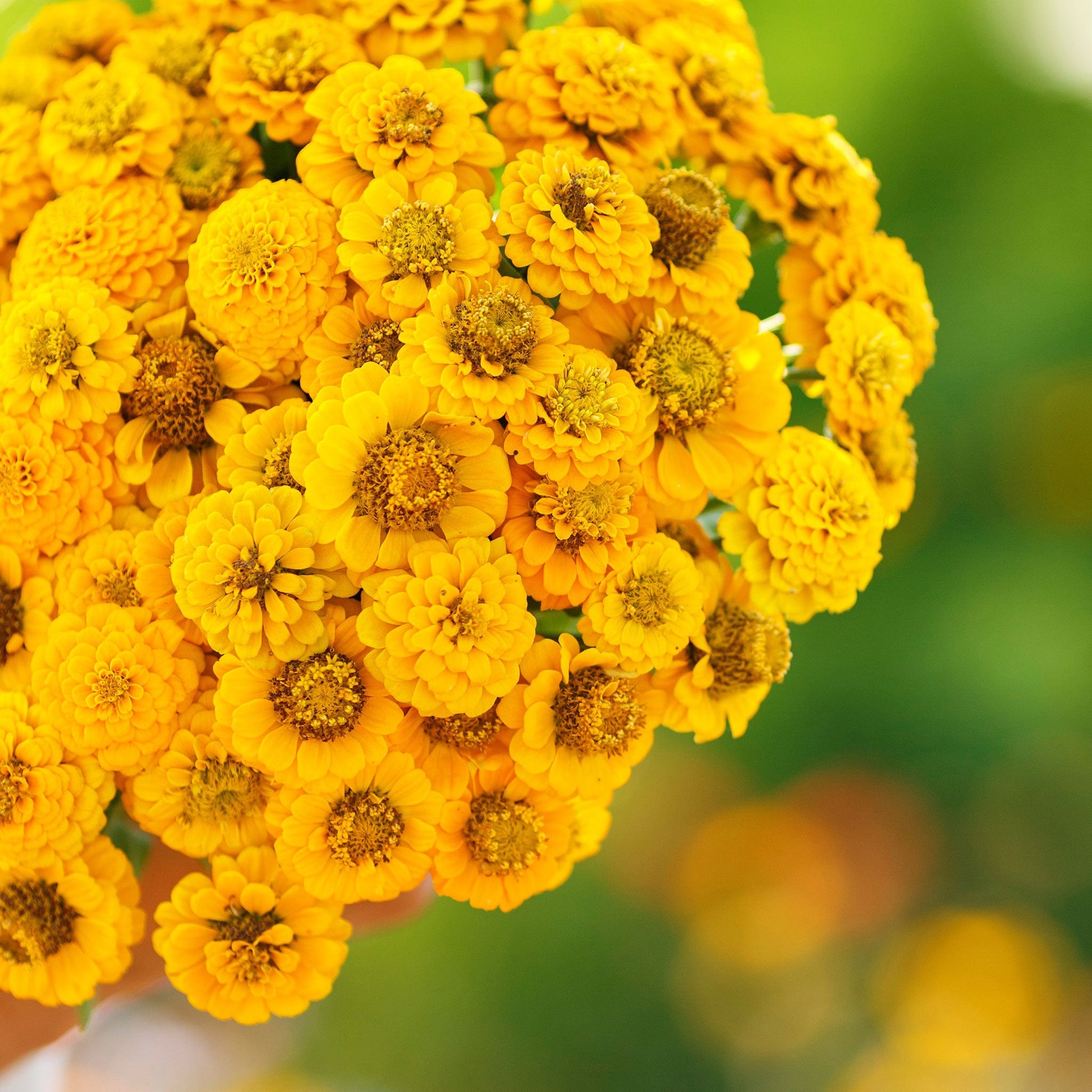 Close up of a bouquet of lilliput yellow zinnia flowers  showing their golden center