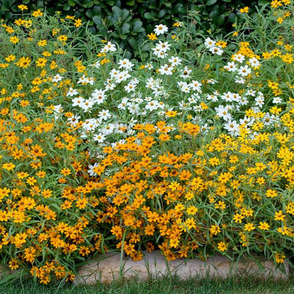 Mix of small single-petaled zinnia linearis mix flowers on a bright outdoor backdrop | copyright: Floramedia UK Ltd