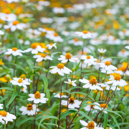 Mix of small single-petaled zinnia linearis mix on a bright natural outdoor backdrop