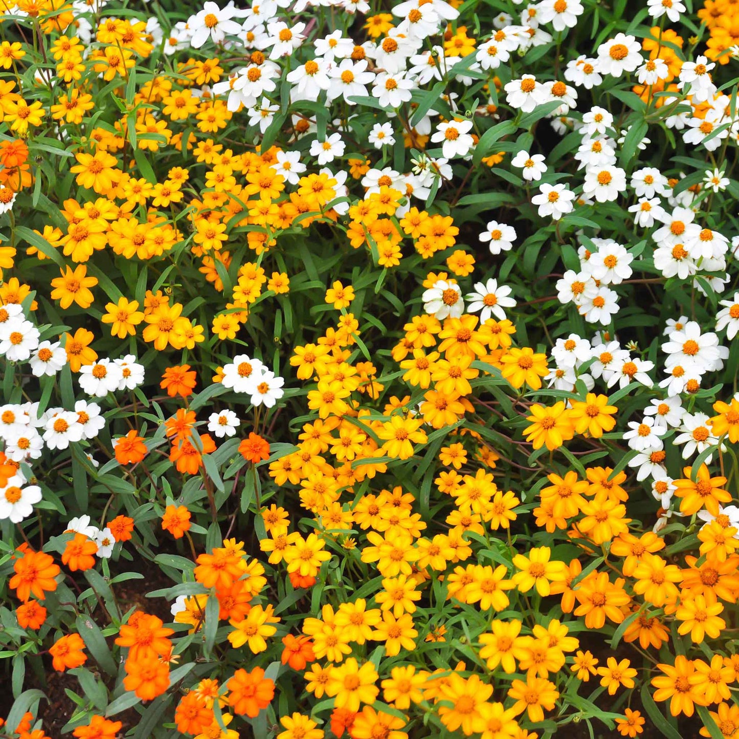Zinnia linearis mix flowers in a colorful garden field on a bright outdoor background