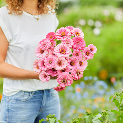 Vibrant bright pink luminosa zinnia flower in close-up on a natural green backdrop