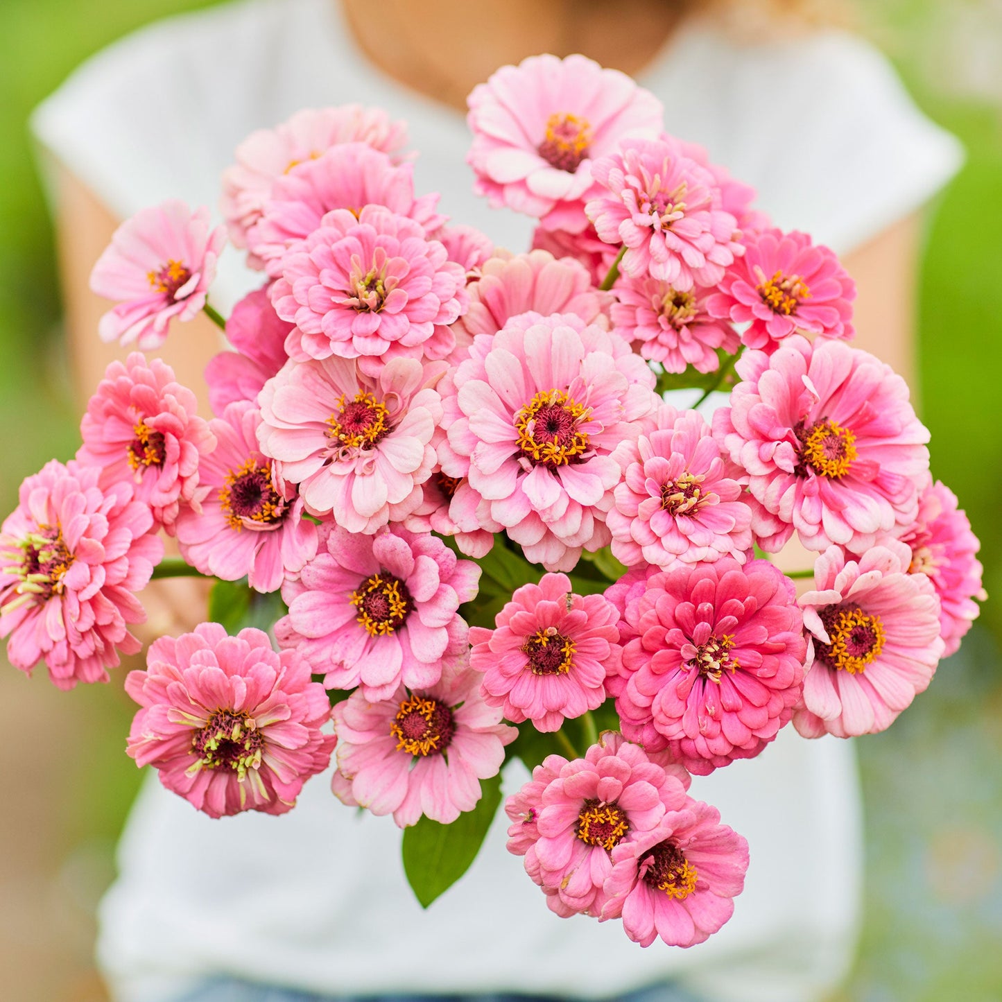 Close-up of vibrant pink luminosa zinnia flowers on a natural garden background