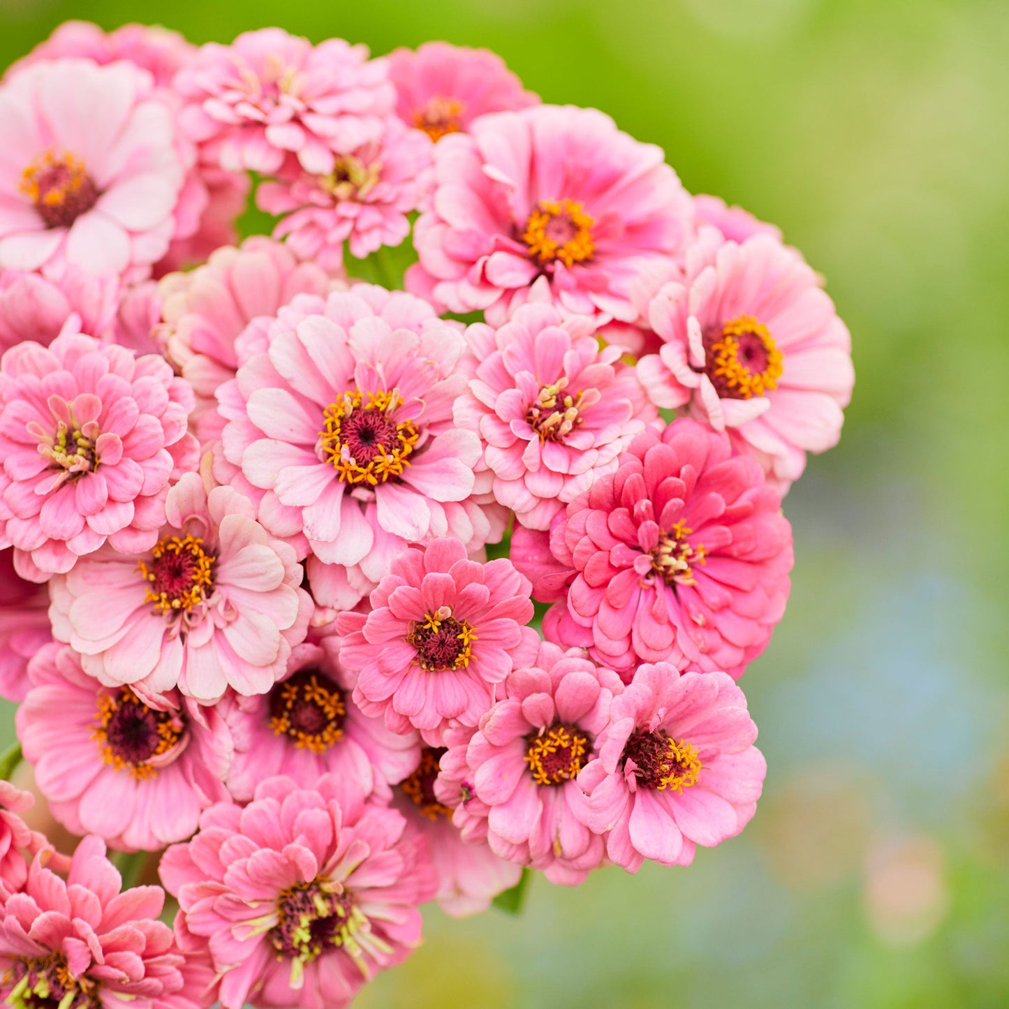 Vibrant fully bloomed luminosa zinnia in deep pink on a blurred garden backdrop