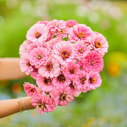 Deep rose-pink luminosa zinnia blooms in close-up on a natural green background