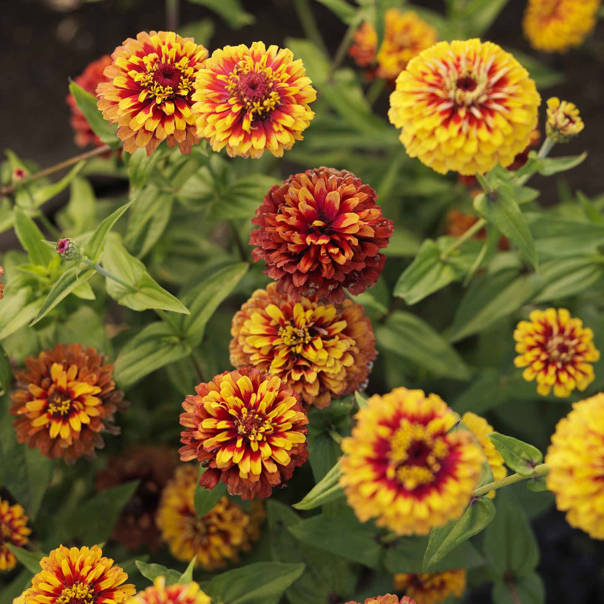 Close-up of zinnia macarenia flowers in orange yellow and red on a garden backdrop