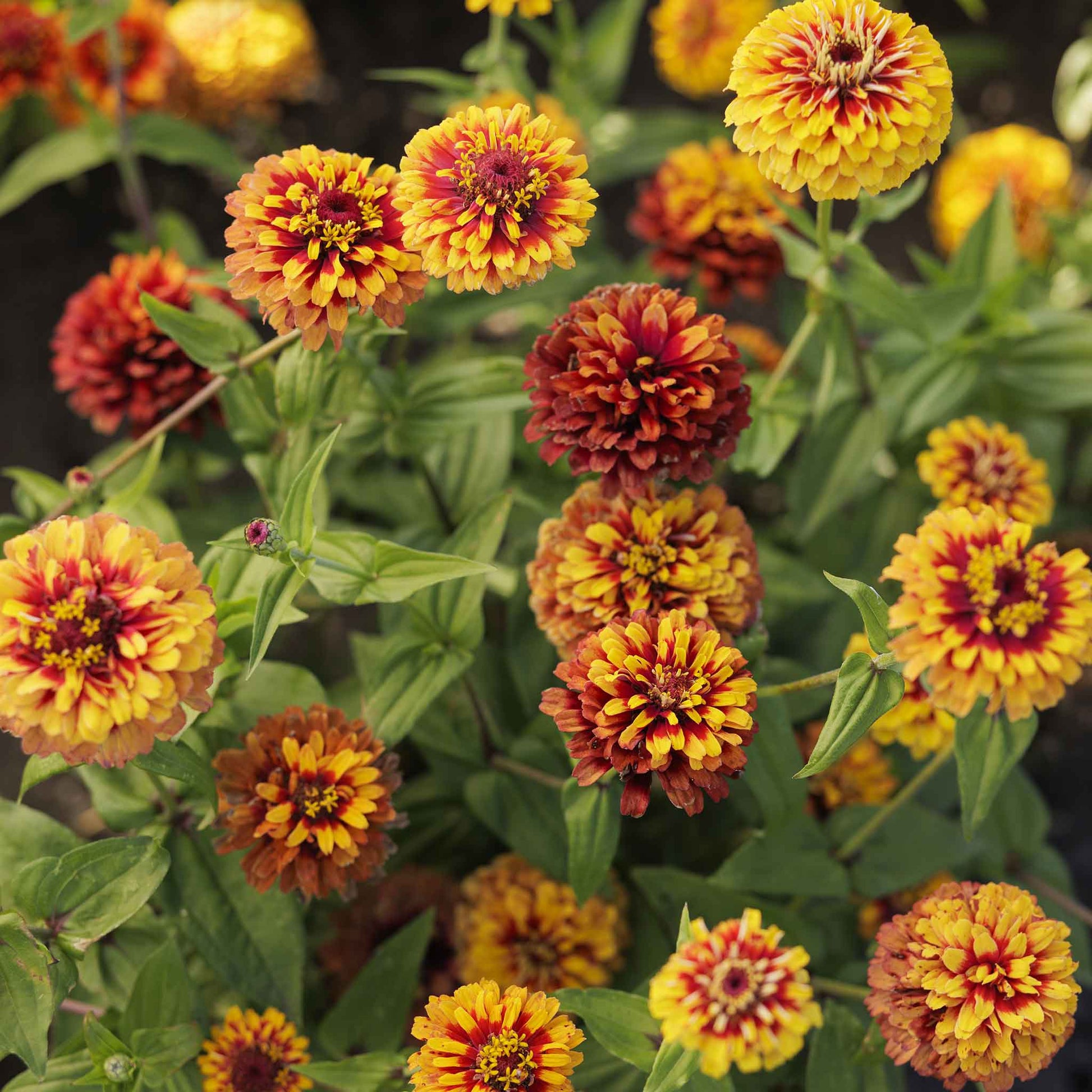 Zinnia macarenia flowers in golden yellow with a red center on a garden backdrop