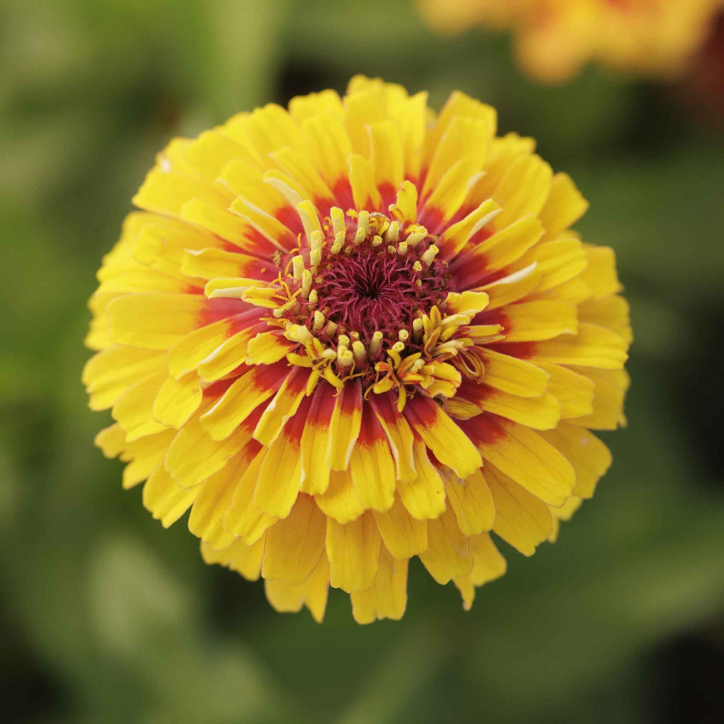 Yellow and red zinnia macarenia flowers in close-up on a natural garden backdrop