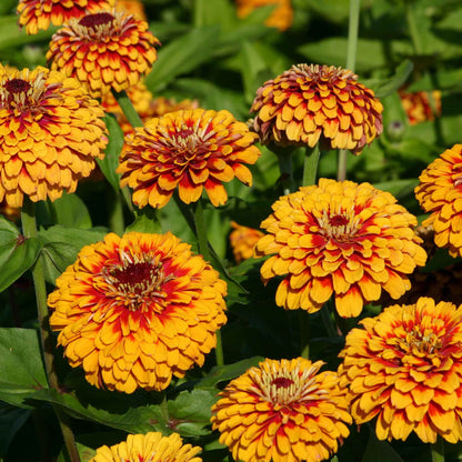 Close-up of zinnia macarenia flowers in yellow-orange on a natural garden backdrop