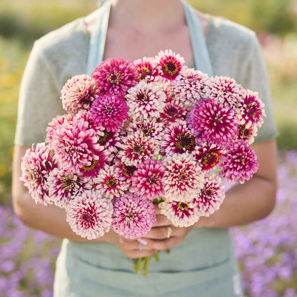 Cluster of pink purple and white zinnia mazurkia flowers on a garden backdrop