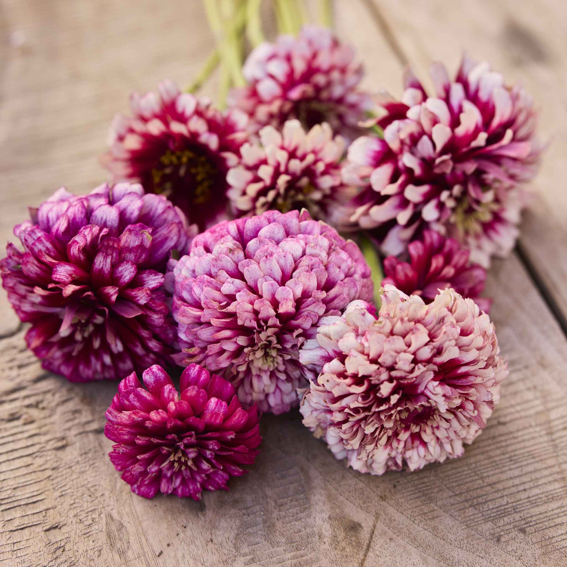 Colorful zinnia mazurkia flowers in pink and mixed tones on a natural garden backdrop