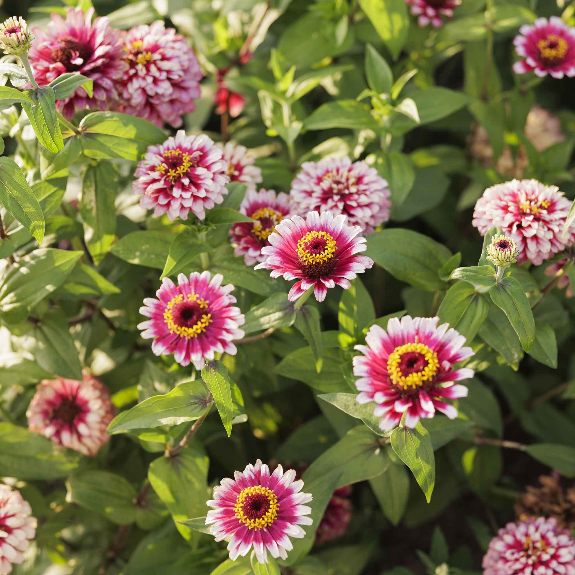 Vibrant multi-colored zinnia mazurkia flowers in close-up on a garden backdrop
