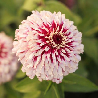 Cluster of pink orange and red zinnia mazurkia flowers on a natural garden backdrop
