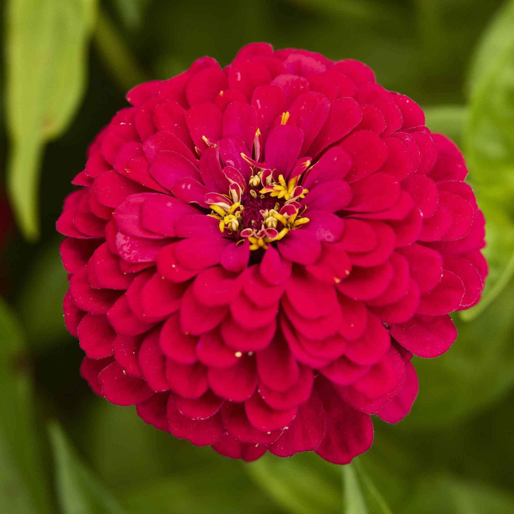 Close-up of a vibrant Meteor Zinnia flower with a yellow center on a blurred green background