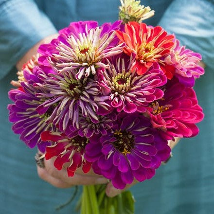 Mix of colorful zinnia meteor shower mix blooms on a natural outdoor garden backdrop