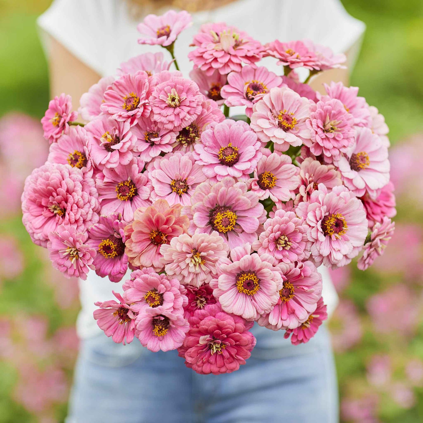 Close-up of zinnia miss willmott flower in pale pink on a soft green garden backdrop