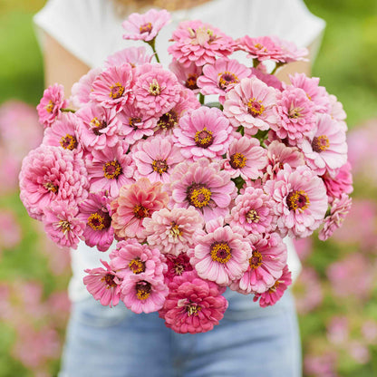 Close-up of zinnia miss willmott flower in pale pink on a soft green garden backdrop