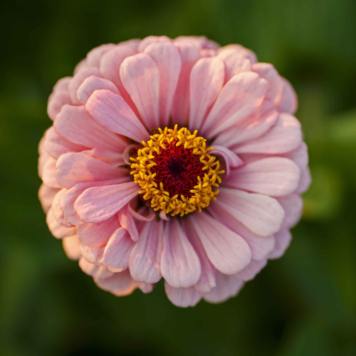 White zinnia miss willmott flower with a multicolored center on a garden background