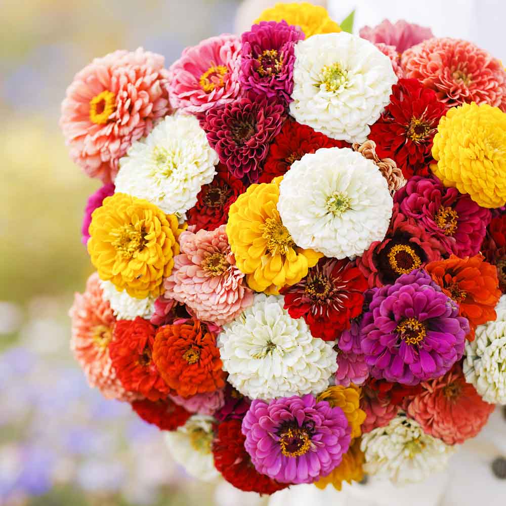 Mixed zinnia oklahoma mix blooms in warm colors on a bright natural garden backdrop