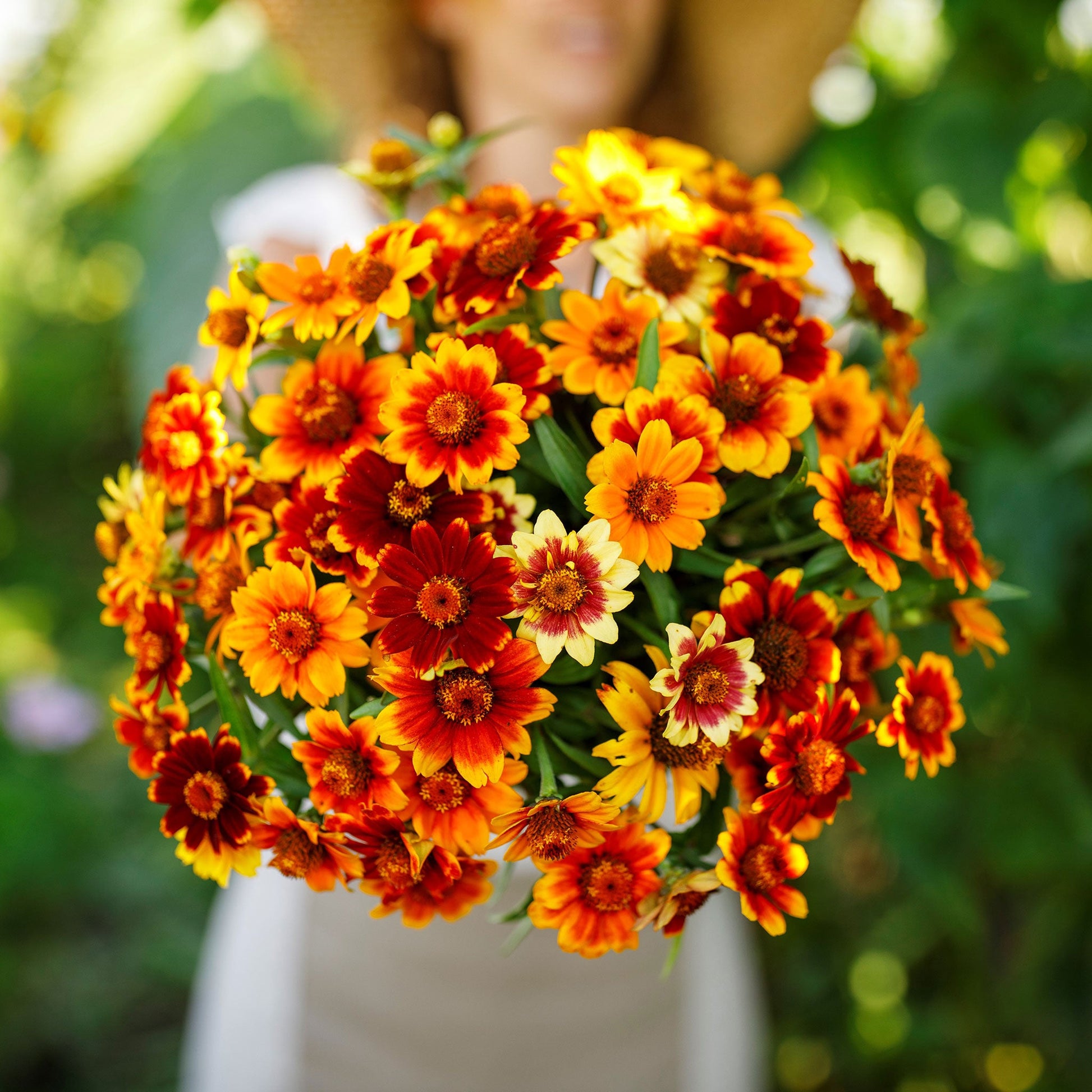 Old mexico zinnia flowers in orange and yellow on a bright garden backdrop