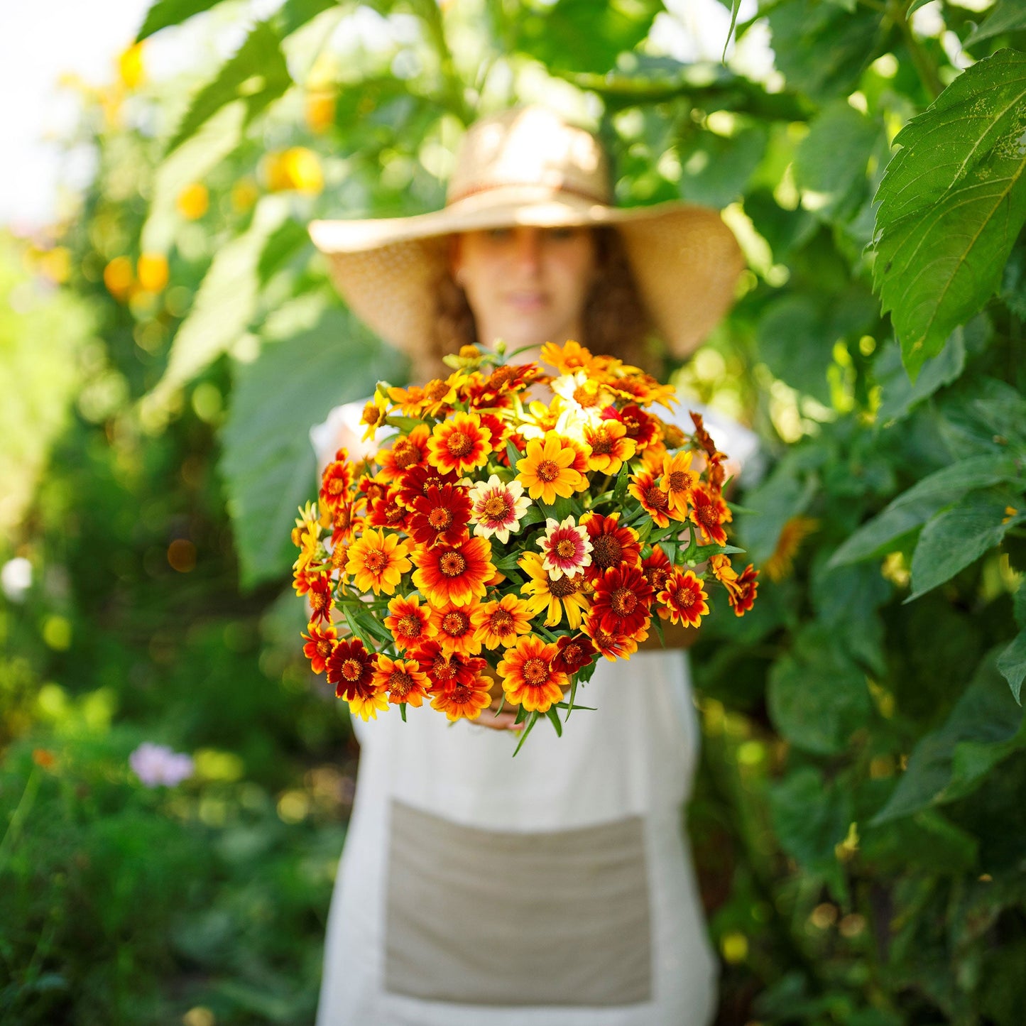 Old mexico zinnia blooms with red-orange bi-color petals on a sunny garden backdrop
