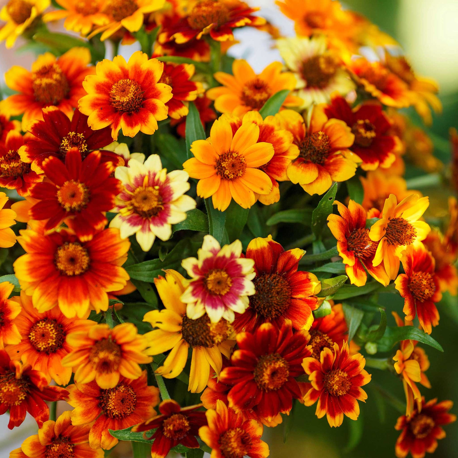 Vibrant bi-colored old mexico zinnia flowers in orange and red on a green backdrop