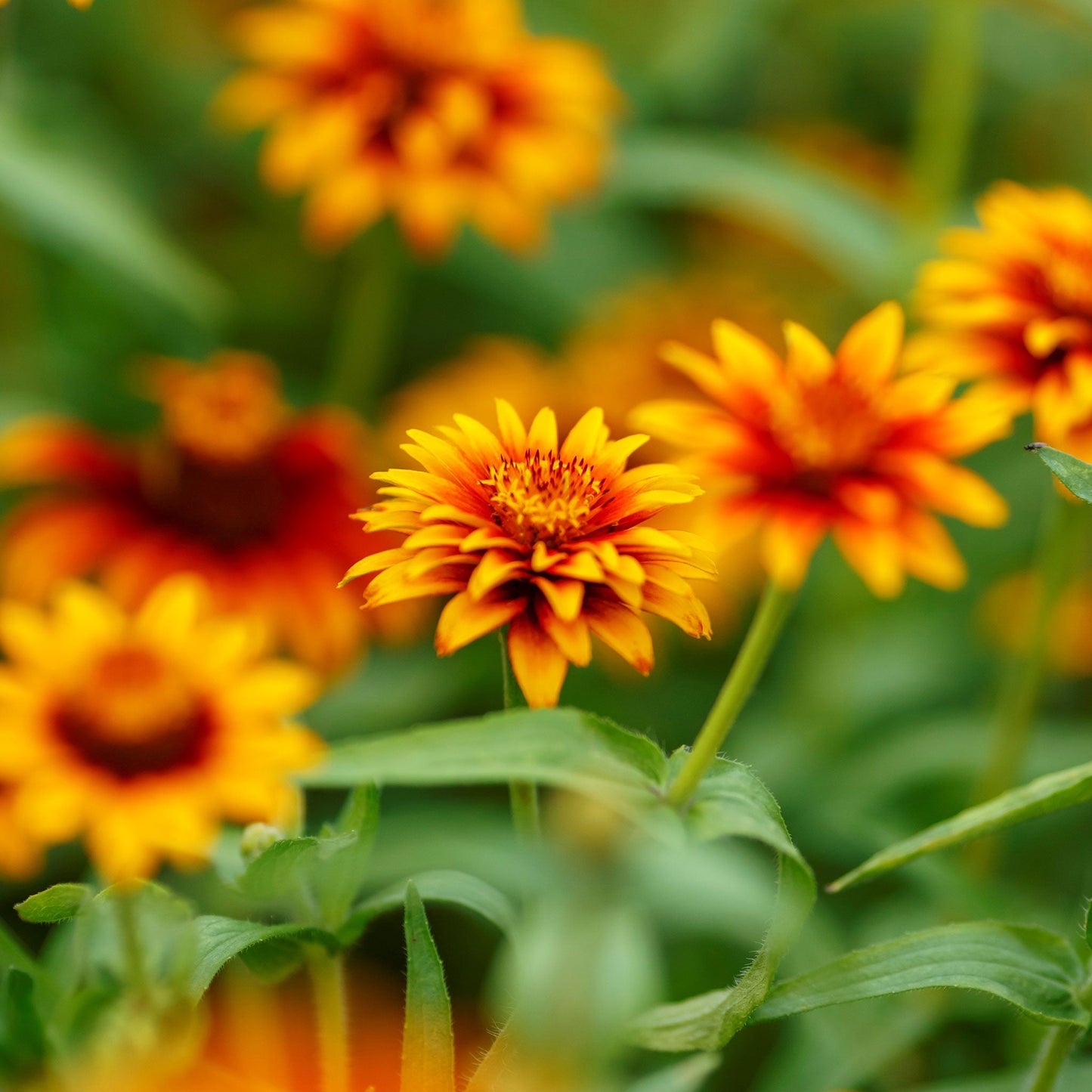 Bold bi-colored old mexico zinnia flowers in warm tones on a natural garden backdrop