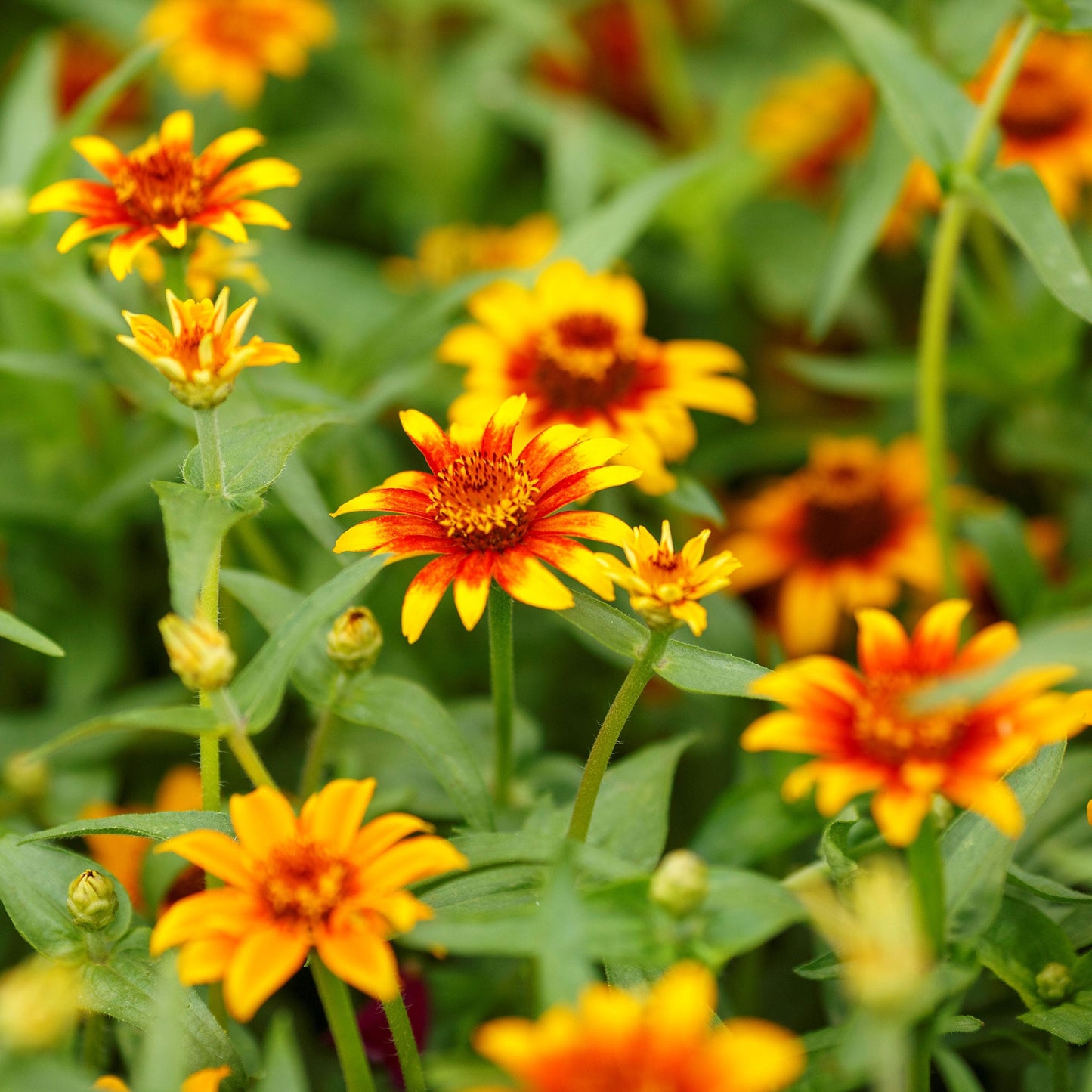 Warm-toned old mexico zinnia bi-colored blooms on a lush green garden background