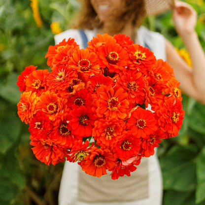 Bright orange zinnia orange king blooms in full bloom on a green garden background