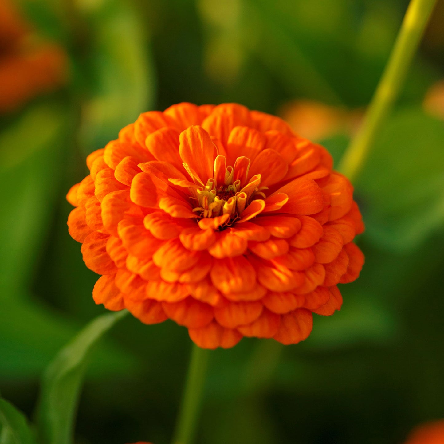 Vibrant orange zinnia orange king flower in close-up against a green leafy backdrop