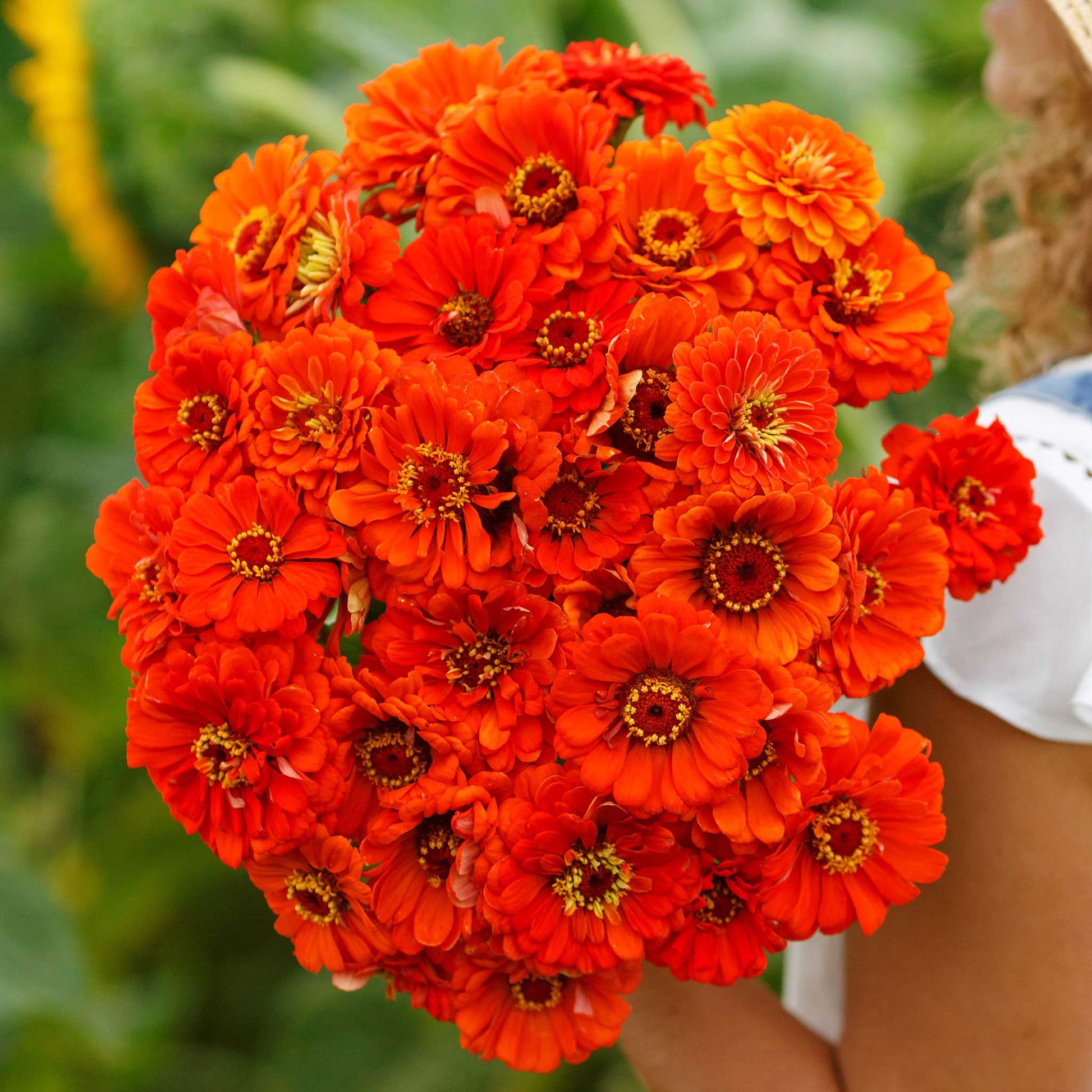 Close-up of bold orange zinnia orange king on a natural green garden background