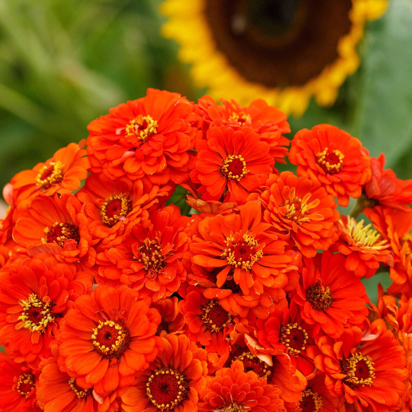 Vibrant close-up of a bright orange zinnia orange king on a lush green background