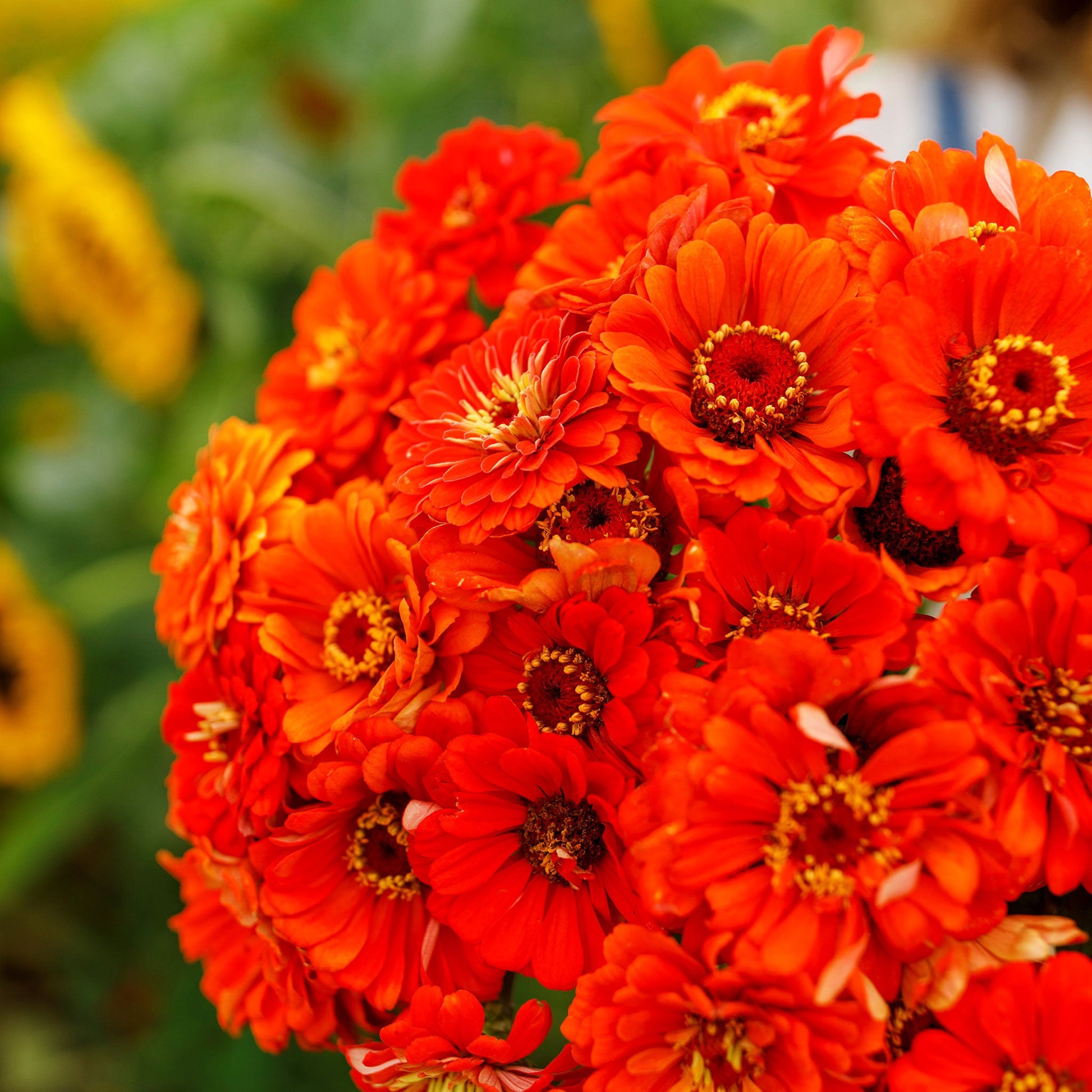 Close-up of bright orange zinnia orange king flowers on a soft blurred backdrop