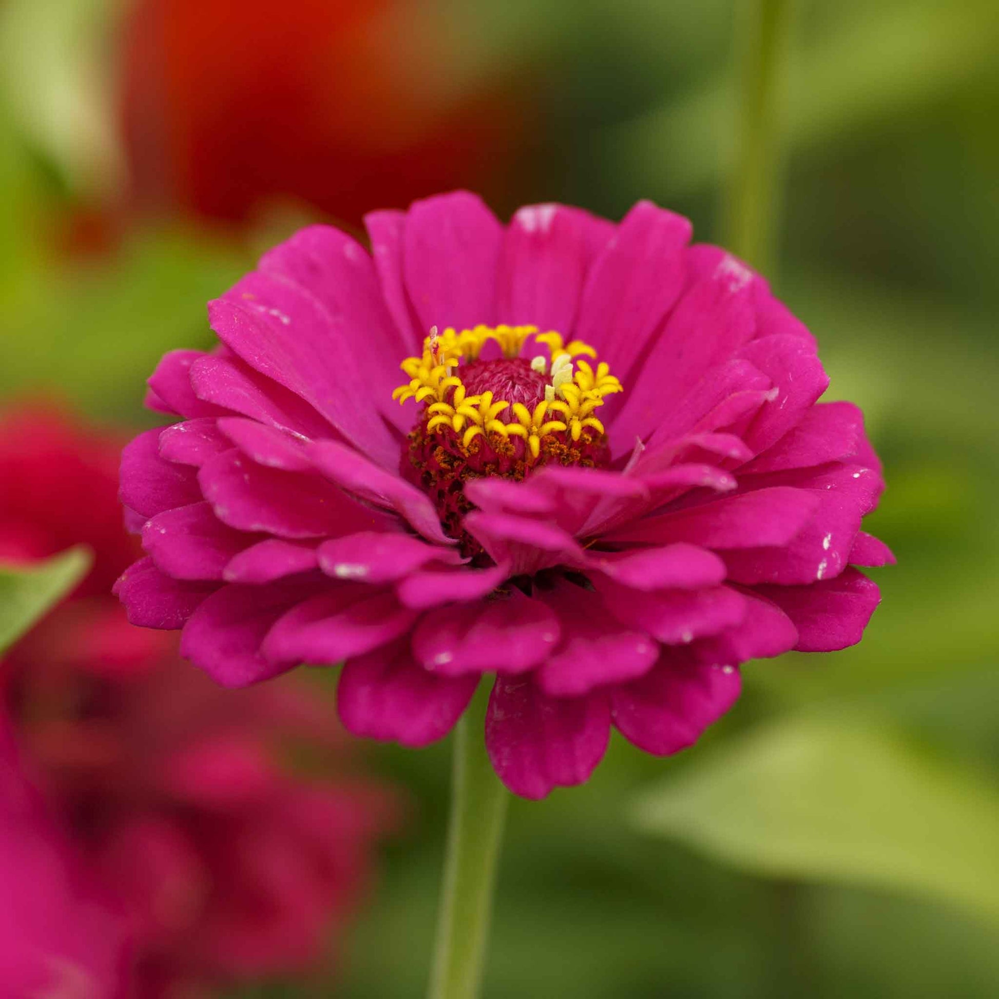 Vibrant mix of large organic zinnia california giants on a garden backdrop