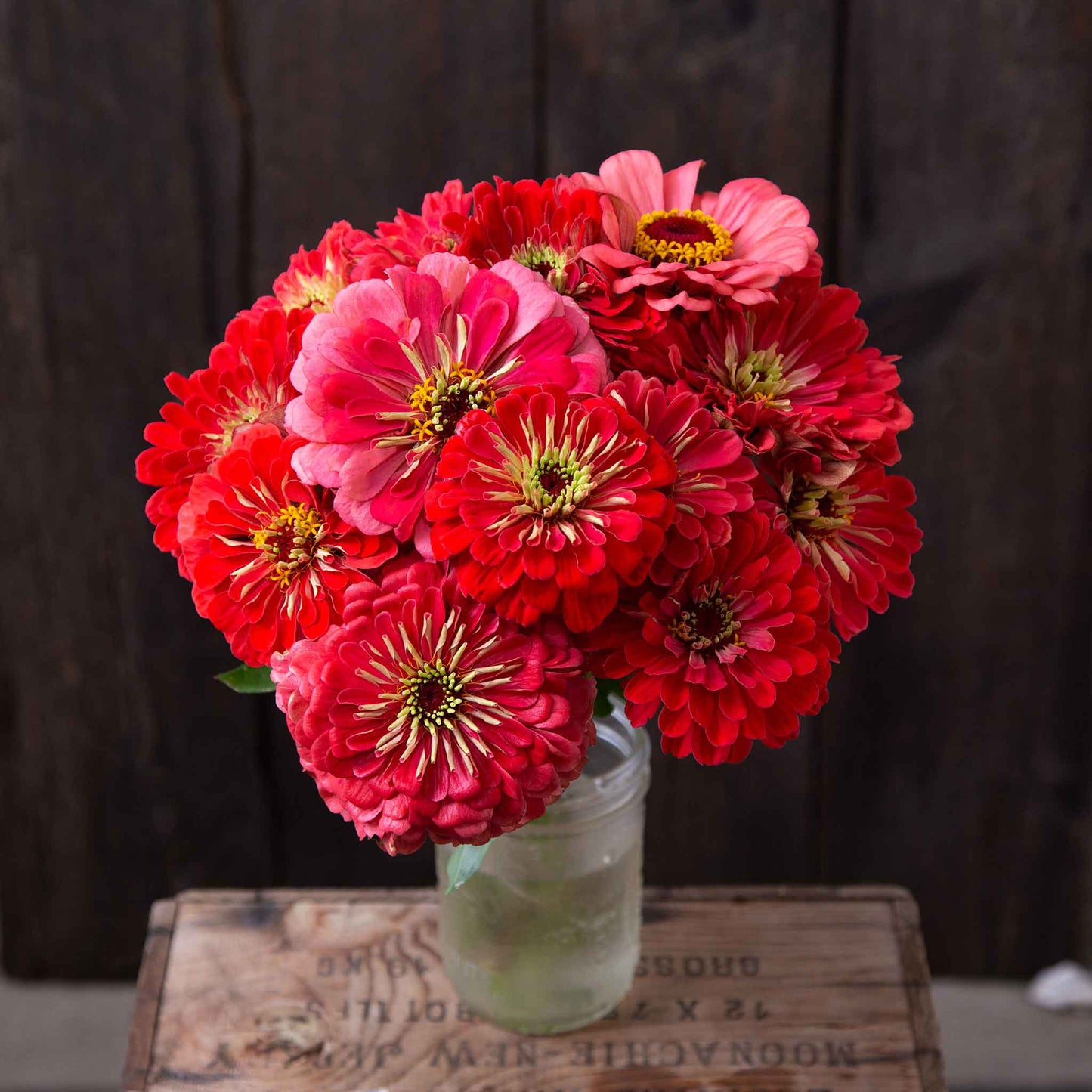 Cluster of coral pink zinnia organic giant coral blooms on a natural garden backdrop