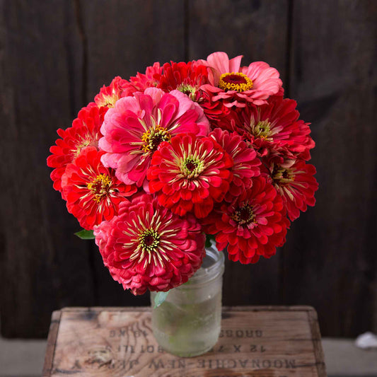 Cluster of coral pink zinnia organic giant coral blooms on a natural garden backdrop