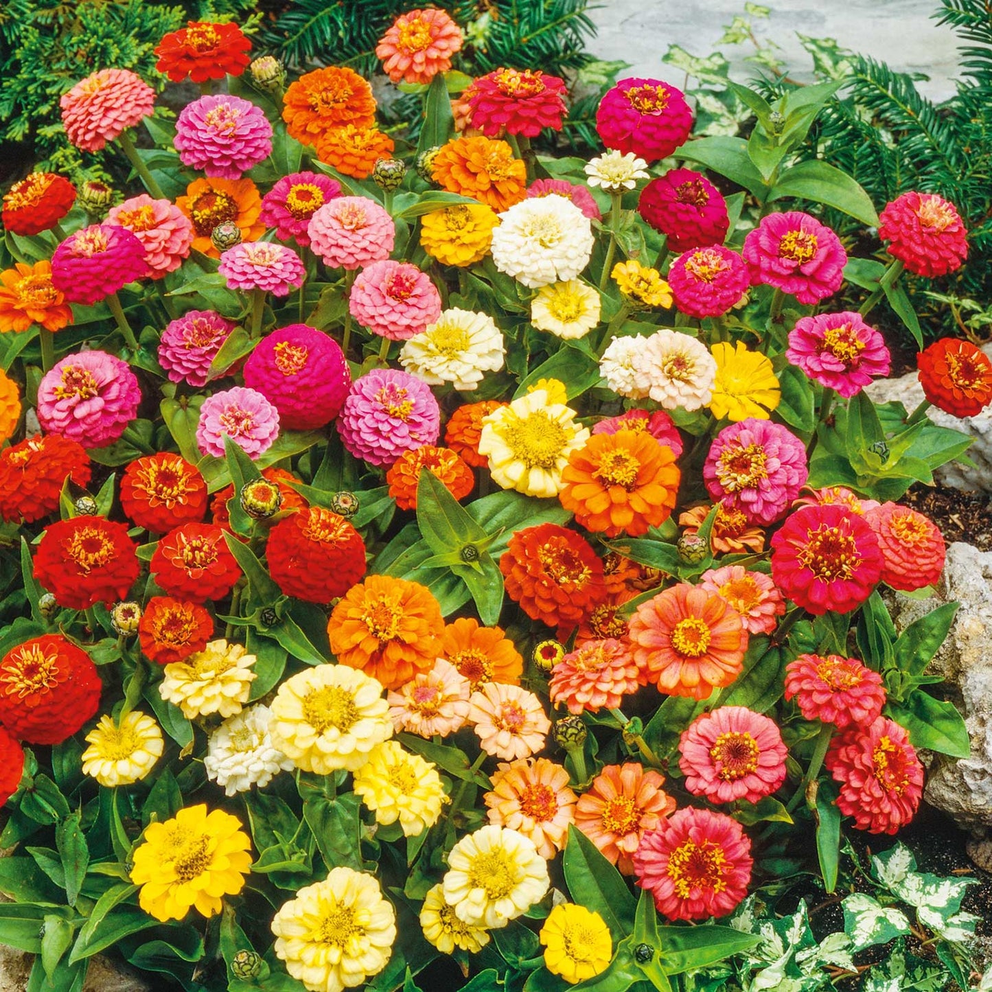 Small colorful organic zinnia thumbelina dwarf flowers on a garden green backdrop