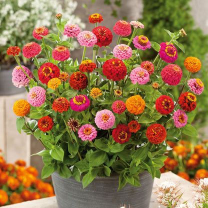 Organically grown dwarf organic zinnia thumbelina flowers on a garden backdrop